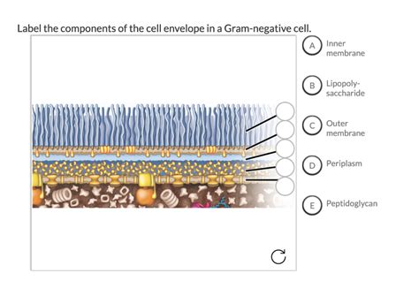 Solved Label the components of the cell envelope in a | Chegg.com