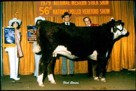 1979. "MSU Miss Magnum," Grand Champion Female, National Polled ...