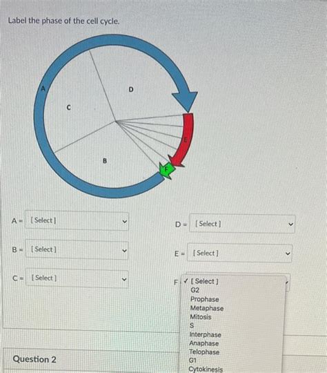 Solved Label the phase of the cell cycle. | Chegg.com