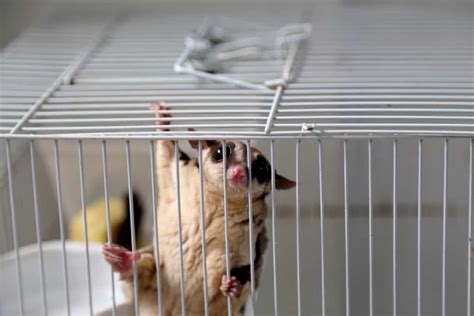 12 Best Cages for Sugar Gliders [2021 GUIDE] – thepetsavvy.com