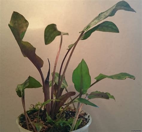 Cryptocoryne wendtii 'Mi Oya' - Flowgrow Aquatic Plant Database