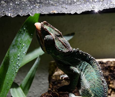 Chameleon Diet Guide - How To Feed Your Chameleon the Right Way