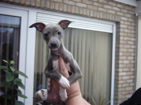 italian greyhound pitbull mix. Except for color this looks like our rescue pup @Maggie LaHaye ...