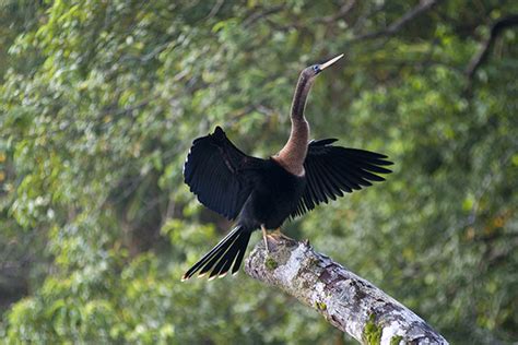 Nyungwe Forest National Park, canopy walk, nature walks