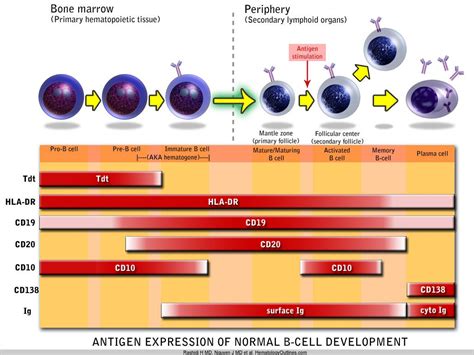 Pin on 8-Immunology: Igs and TcR diversity generation