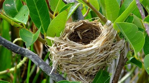 Red-Winged Blackbird Nest, Eggs, And Mating Rituals