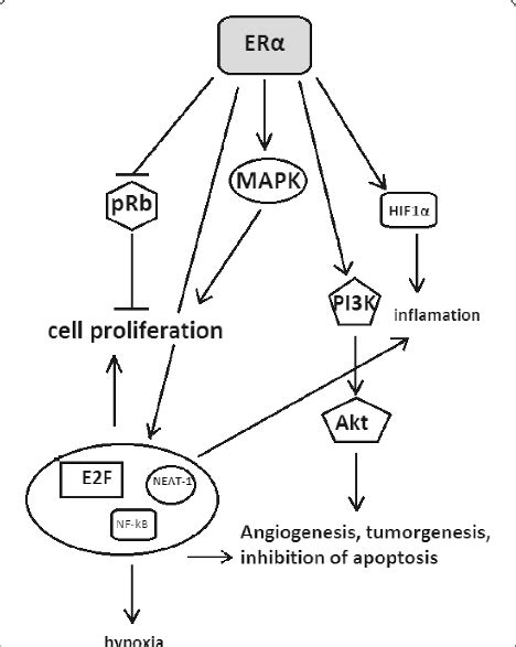 Summarized cell signalling pathways in which oestrogen receptor α (ERα)... | Download Scientific ...