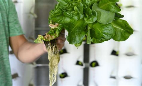 Hydroponics Club Grows Food for the Hungry, Educates Local Kids | The University Network