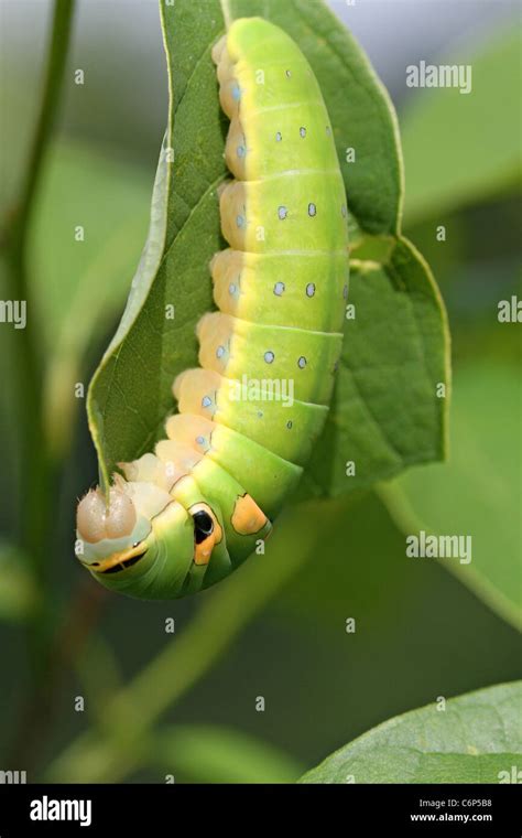 Spicebush swallowtail caterpillar Stock Photo - Alamy