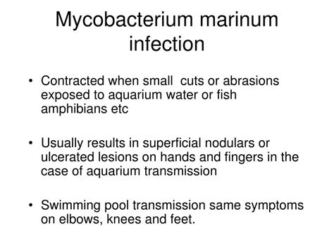 PPT - Microbe of the Week Mycobacterium marinum PowerPoint Presentation ...