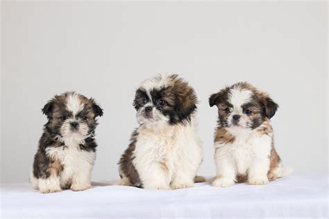 Shih Tzu Chihuahua Mix: All You Need to Know About Shichis