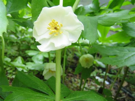 Virginia Living Museum | Mayapple | Virginia Living Museum