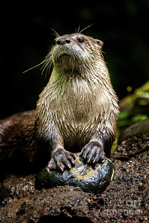 Otter Paws Photograph by David Millenheft - Pixels