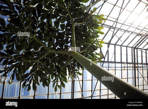 Inside the glasshouse of the Royal Botanical Garden Edinburgh (RBGE) - Inverleith - Edinburgh ...