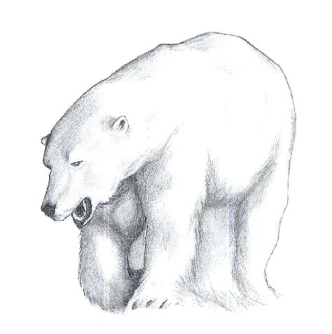 Polar Bear Face Drawing at PaintingValley.com | Explore collection of Polar Bear Face Drawing