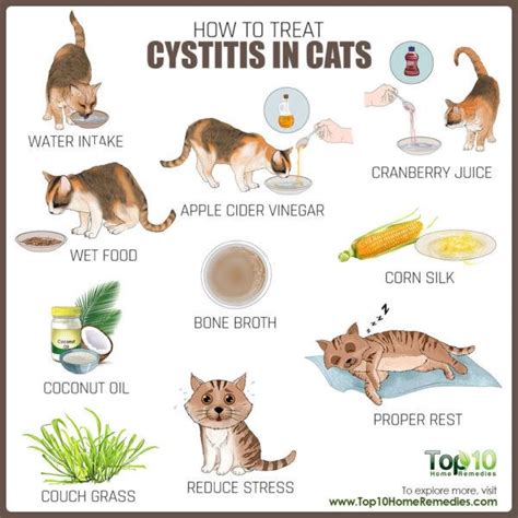 How to Treat Cystitis in Cats | Top 10 Home Remedies