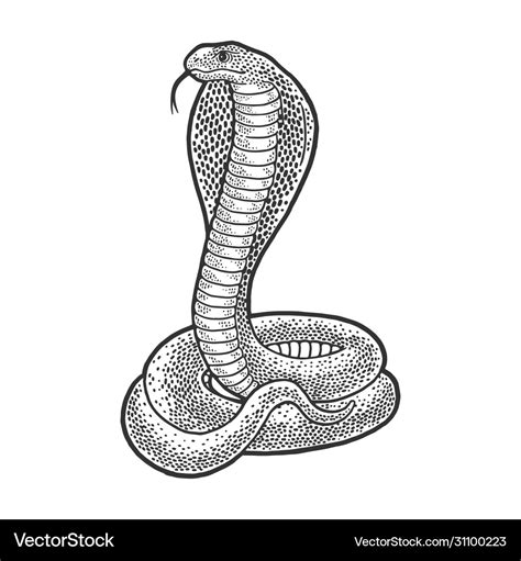 Cobra snake animal sketch Royalty Free Vector Image