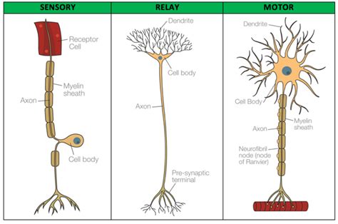 Neuron Diagram, Cell Biology Notes, Medicine Kit, Medicine Student ...