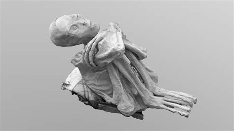 Unearthing Nazca Mummy - Download Free 3D model by fgermain [366a555 ...