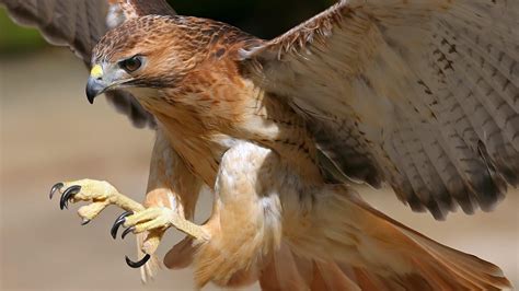 Majestic Hawk in Flight - Stunning HD Wallpaper