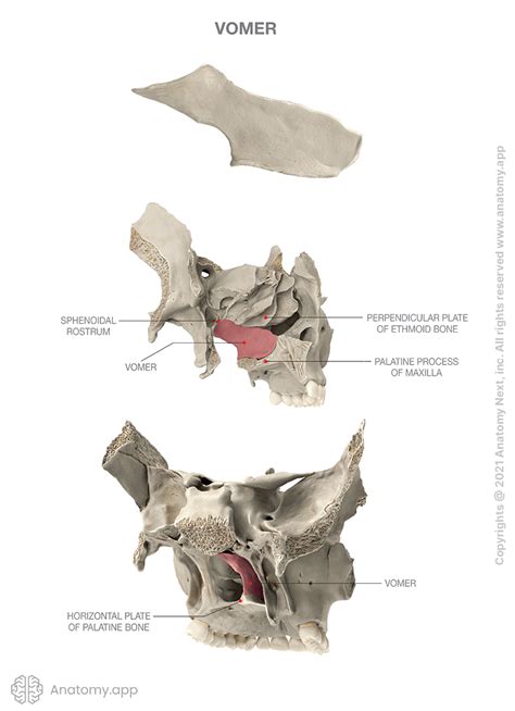 Vomer Bone Anatomy