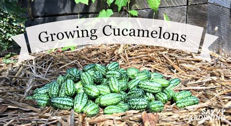 Growing Cucamelons in Gardens and Containers is fun and easy