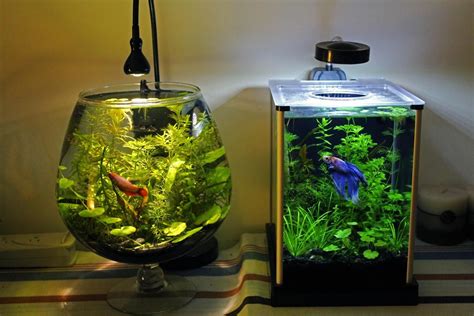 Betta bowl aquascaped - Google Search | Aquário redondo, Como montar um ...