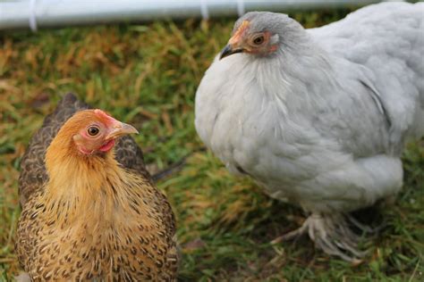 Pekin Bantam – PBR Poultry Livestock Breeder