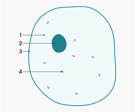 Animal Cell Diagram Ks4 : Animal Cell Teaching Resources / Plant and animal cells ks4 match up.