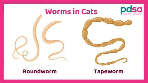 Worms In Cats: What To Do How To Avoid Them