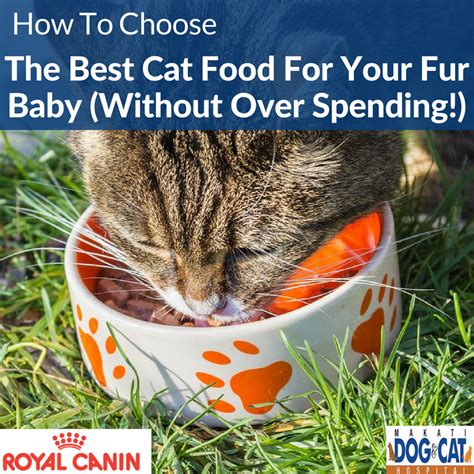 How To Choose The Best Cat Food For Your Fur Baby (Without Over Spending!) - Makati Dog and Cat ...