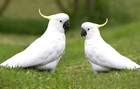 Cockatoo Names - Petnamee