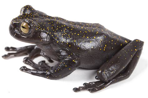 New Species of Frog With Weird Claw Thumb Discovered in Unexplored Part ...