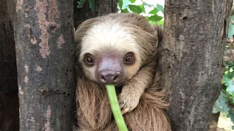 Diamante Eco Adventure Park: Sloths In Costa Rica | Diamante Eco ...