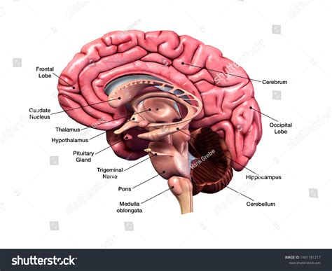 Sección sagital de anatomía cerebral humana: ilustración de stock ...