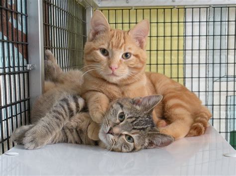 How To Adopt A Cat From A Shelter - Cat Meme Stock Pictures and Photos