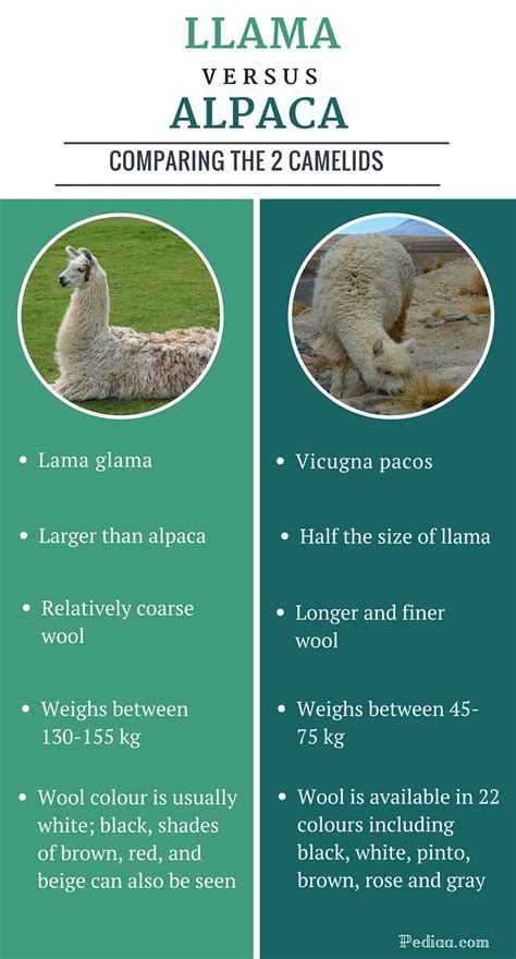 Difference Between Llama and Alpaca