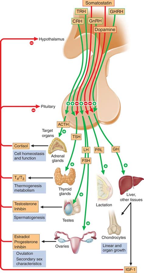 Disorders of the Anterior Pituitary and Hypothalamus - Endocrinology and Metabolism - Harrisons ...