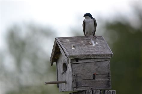 Birdhouse Swallow - Free photo on Pixabay - Pixabay