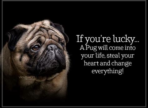 A #pug changes everything | Pugs, Pugs funny, Cute pugs