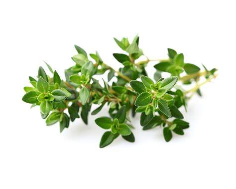 Thyme Plant Pods | Click & Grow