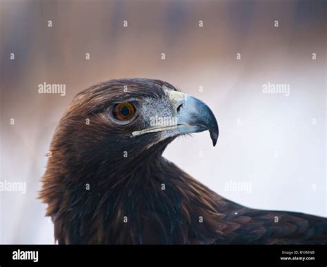 Portrait of a Golden Eagle Stock Photo - Alamy