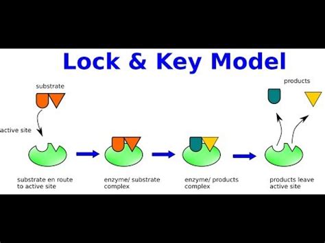 Enzymes Lock And Key Animation