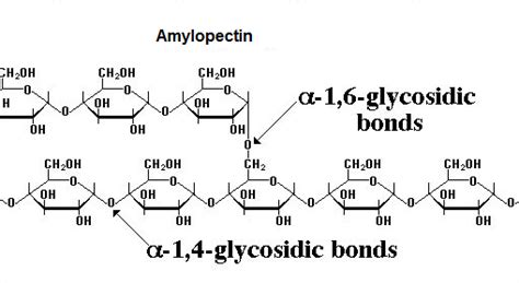 #9. Carbohydrates - Polysaccharides | Biology Notes for A level