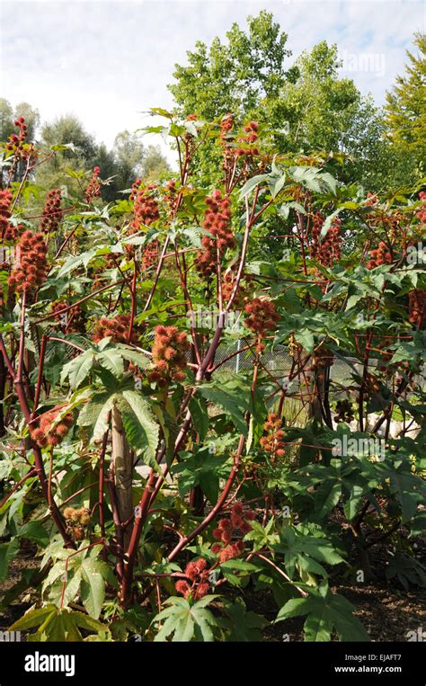 Castor oil plant Stock Photo - Alamy