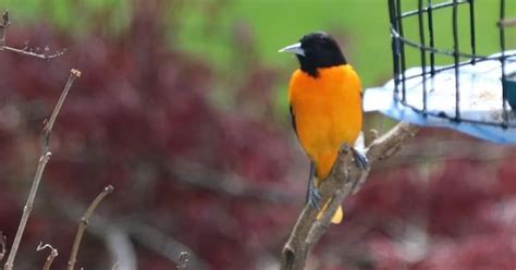 Backyard Wildlife in Berlin | Sudbury Valley Trustees