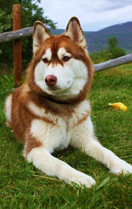 brown husky (Dec 31 2012 23:59:55) ~ Picture Gallery