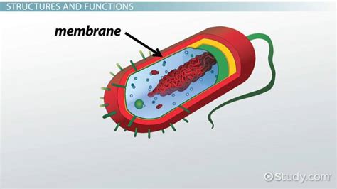 Bacterial Cell Membrane Structure