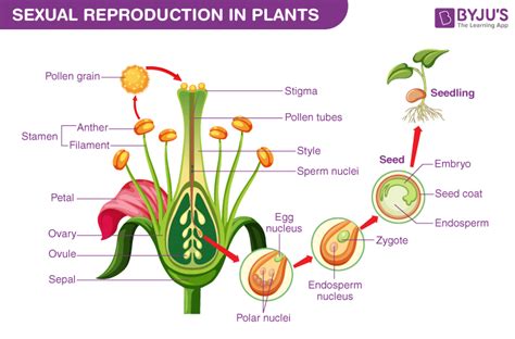 What Kind Of Plants Reproduce From Seeds: A Comprehensive Guide