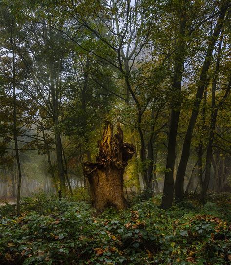 Landscape,forest,glow,mysterious,mist - free image from needpix.com